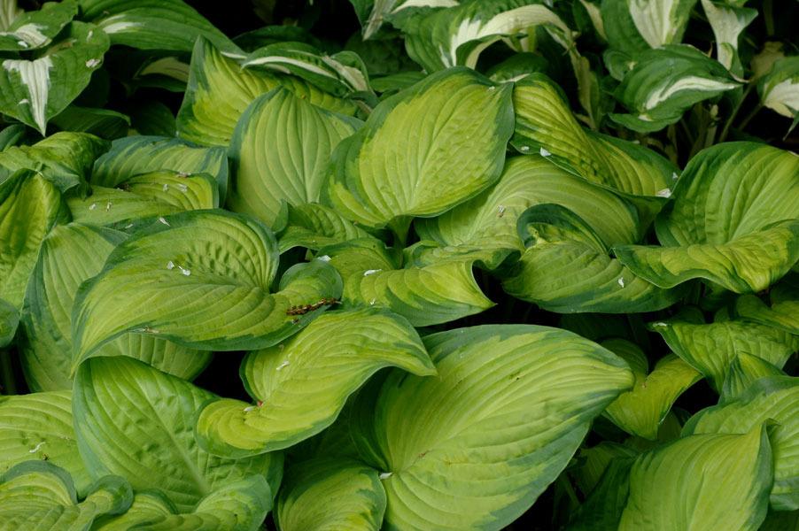 Photo of Hosta 'Stained Glass' uploaded by rcn48