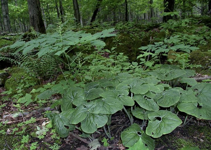 Photo of Wild Ginger (Asarum canadense) uploaded by rcn48