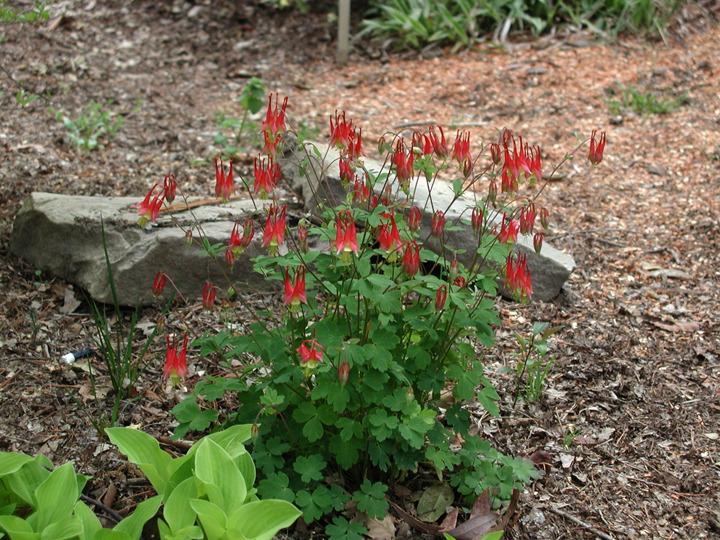 Photo of Eastern Red Columbine (Aquilegia canadensis) uploaded by rcn48