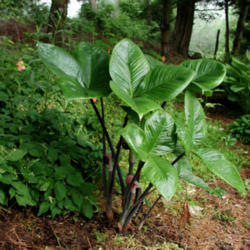 Location: Lexington, VA
Date: May, 2008
Love the glossy foliage of this Arisaema