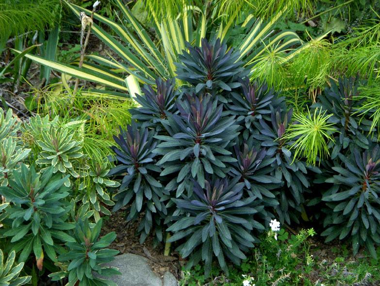 Photo of Euphorbia (Euphorbia x martini Blackbird) uploaded by rcn48