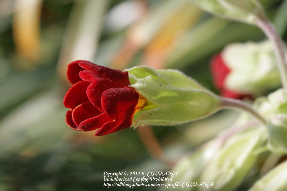 Photo of Primrose (Primula veris 'Coronation Cowslip') uploaded by CLUSIANA