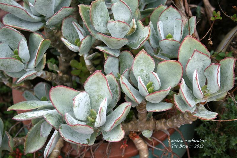 Photo of Round-Leafed Navel Wort (Cotyledon orbiculata) uploaded by Calif_Sue