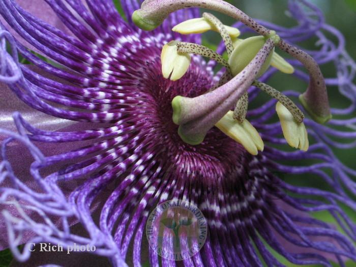 Photo of Passion Flower (Passiflora 'Inspiration') uploaded by Char