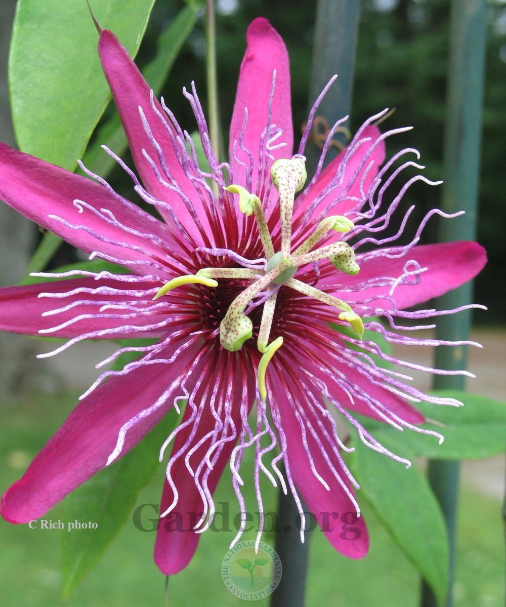 Photo of Passion Flower (Passiflora 'Crimson Tears') uploaded by Char