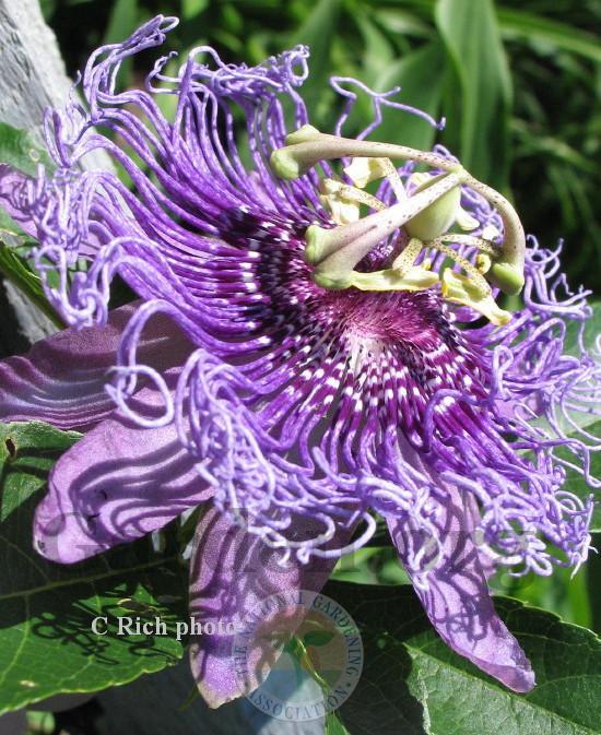 Photo of Passion Flower (Passiflora 'Inspiration') uploaded by Char