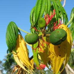 Location: Southwest Florida
Date: March 15, 2012
Unripe seeds; these will turn bright yellow and then fall off.