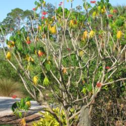 Location: Southwest Florida
Date: March 15, 2012
this is a pretty large specimen of this plant; drought is causing