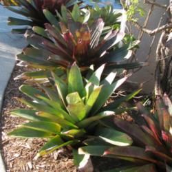 Location: Southwest Florida
Date: March 15, 2012
a nice grouping of this beautiful Bromeliad