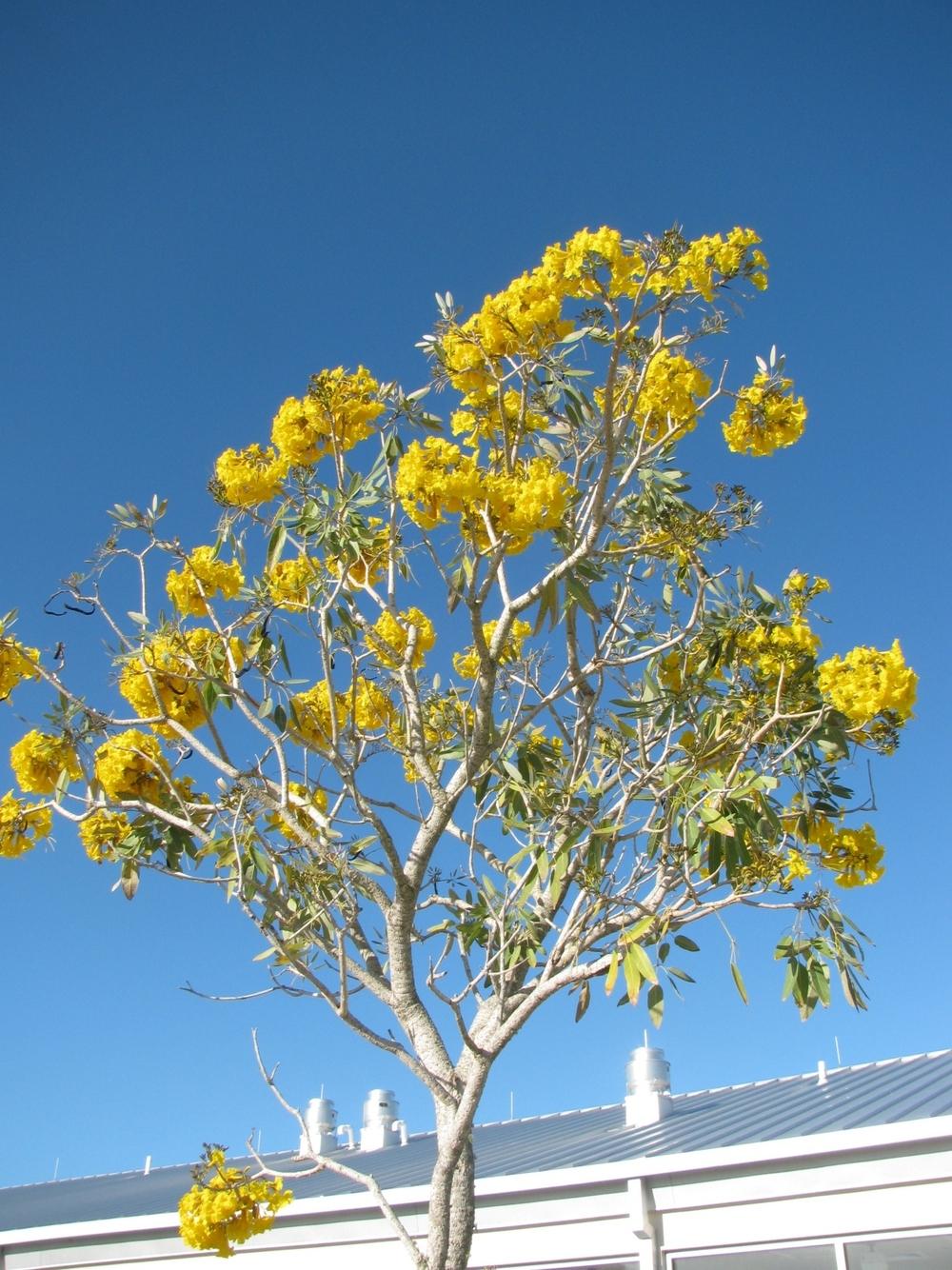 Photo of Silver Trumpet Tree (Tabebuia aurea) uploaded by Dutchlady1