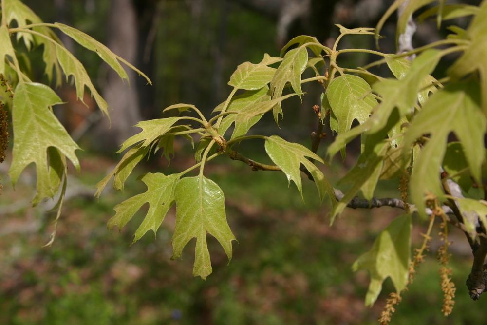 Photo of Southern Red Oak (Quercus falcata) uploaded by dave