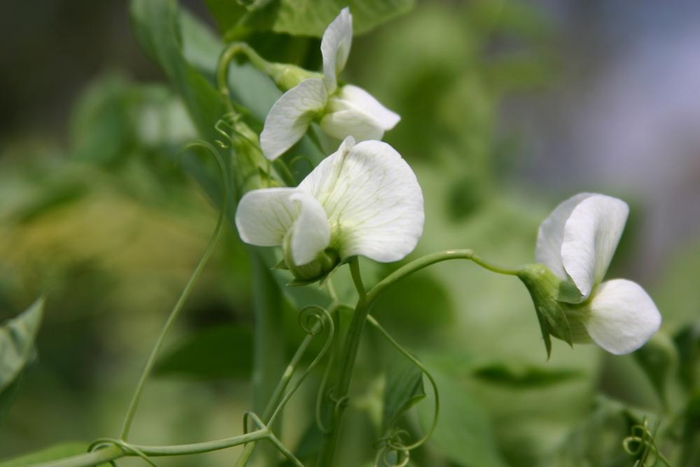 Photo of Snap Pea (Lathyrus oleraceus 'Sugar Snap') uploaded by dave