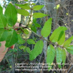 Location: zone 8 Lake City, Fl.
Date: 2012-03-14
note the reddish tint on the stems