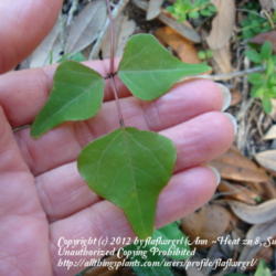 Location: zone 8 Lake City, Fl.
Date: 2012-03-14
close up of leaves