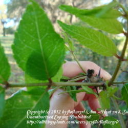 Location: zone 8 Lake City, Fl.
Date: 2012-03-14
note the details