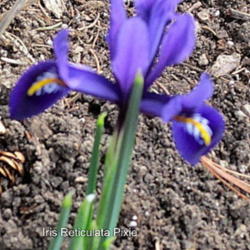 Location: Part sun Zone 6
Date: 2012-03-16
Sweet surprise in March and April.Nicely clumping the second year