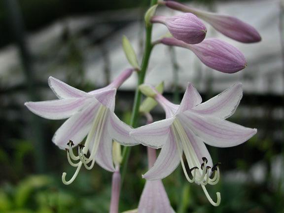 Photo of Hosta 'Stained Glass' uploaded by rcn48