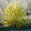 The beauty of this Forsythia is the brightly variegated foliage w