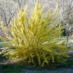 Location: Lexington, VA
Date: April
The beauty of this Forsythia is the brightly variegated foliage w