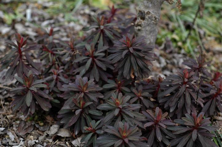 Photo of Euphorbia (Euphorbia amygdaloides subsp. amygdaloides) uploaded by rcn48