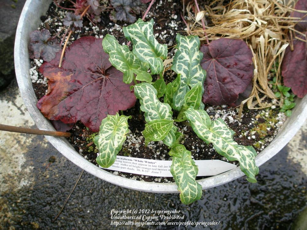 Photo of Arum italicum 'White Winter' uploaded by springcolor