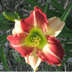 
Photo Courtesy of 5 Acre Farm Daylilies Used With Permission
