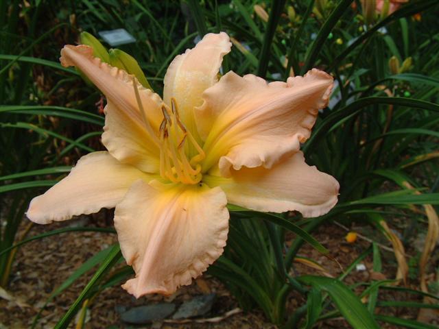 Photo of Daylily (Hemerocallis 'Acquired Arcadian Bliss') uploaded by vic