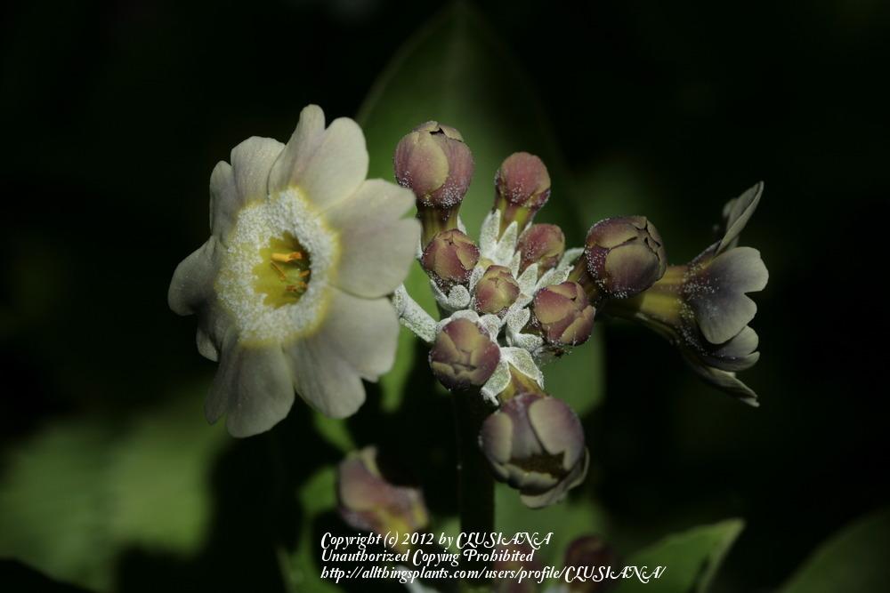 Photo of Primrose (Primula auricula) uploaded by CLUSIANA