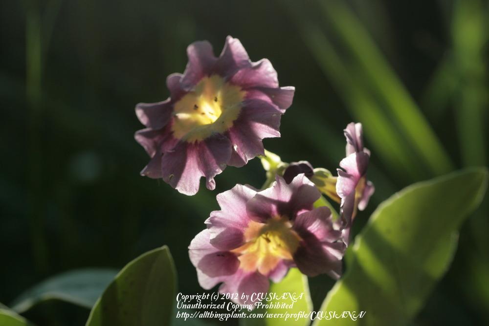 Photo of Primrose (Primula auricula) uploaded by CLUSIANA