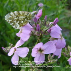 Location: My garden in Belgium
Date: 2010-08-23
butterlies like this plant