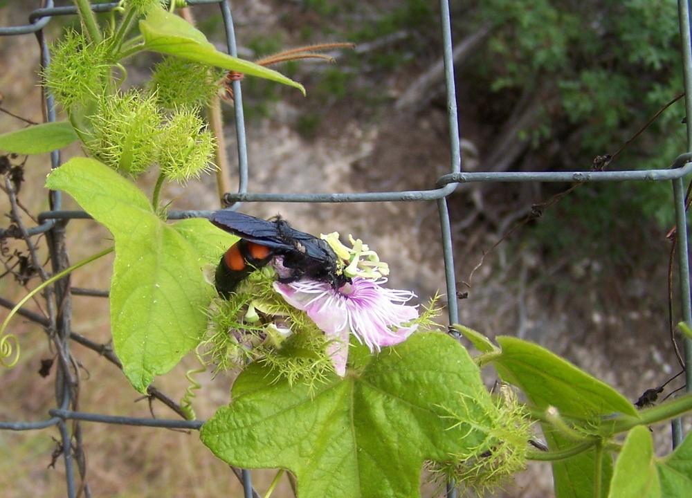 Photo of Passion Flower (Passiflora foetida var. gossypiifolia) uploaded by LindaTX8