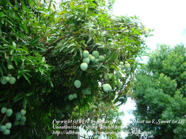 Photo of Common Mango (Mangifera indica) uploaded by flaflwrgrl