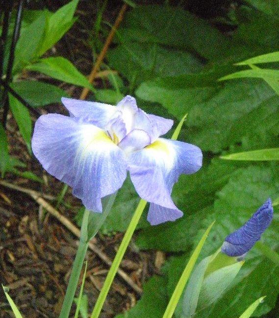 Photo of Japanese Iris (Iris ensata 'Pleasant Earlybird') uploaded by ge1836
