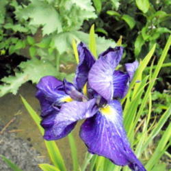 Location: Sun Zone 6
Date: 2011-06-22
Not fully open.First year for a bloom.