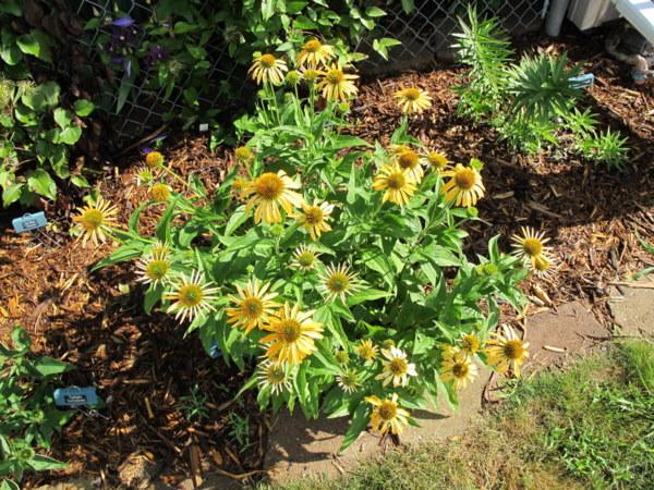 Photo of Coneflower (Echinacea Big Sky™ Harvest Moon) uploaded by goldfinch4