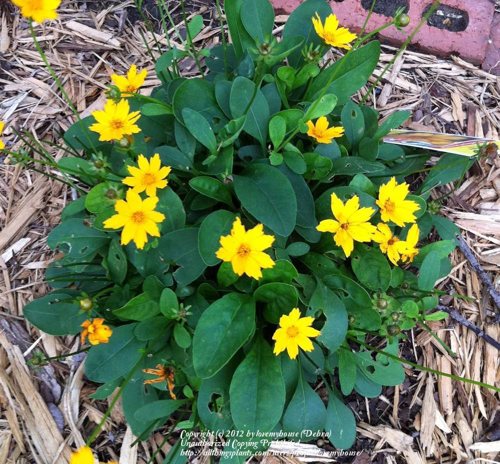 Photo of Dwarf Mouse-ear Tickseed (Coreopsis auriculata 'Nana') uploaded by lovemyhouse