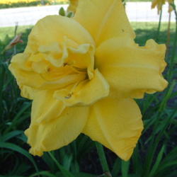 
Date: 2003-06-22
Photo Courtesy of Nova Scotia Daylilies Used with Permission