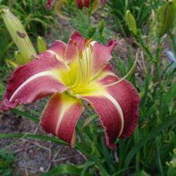 
Date: 2010-08-22
Photo Courtesy of Nova Scotia Daylilies Used with Permission