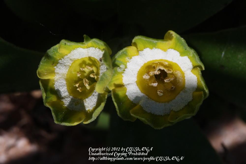 Photo of Primrose (Primula auricula 'Second Vic') uploaded by CLUSIANA