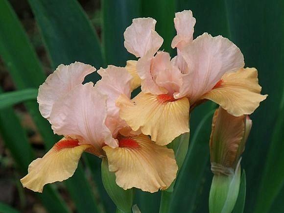 Photo of Intermediate Bearded Iris (Iris 'Furioso') uploaded by Ladylovingdove
