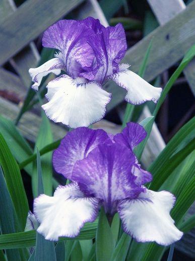 Photo of Intermediate Bearded Iris (Iris 'Rare Edition') uploaded by Ladylovingdove