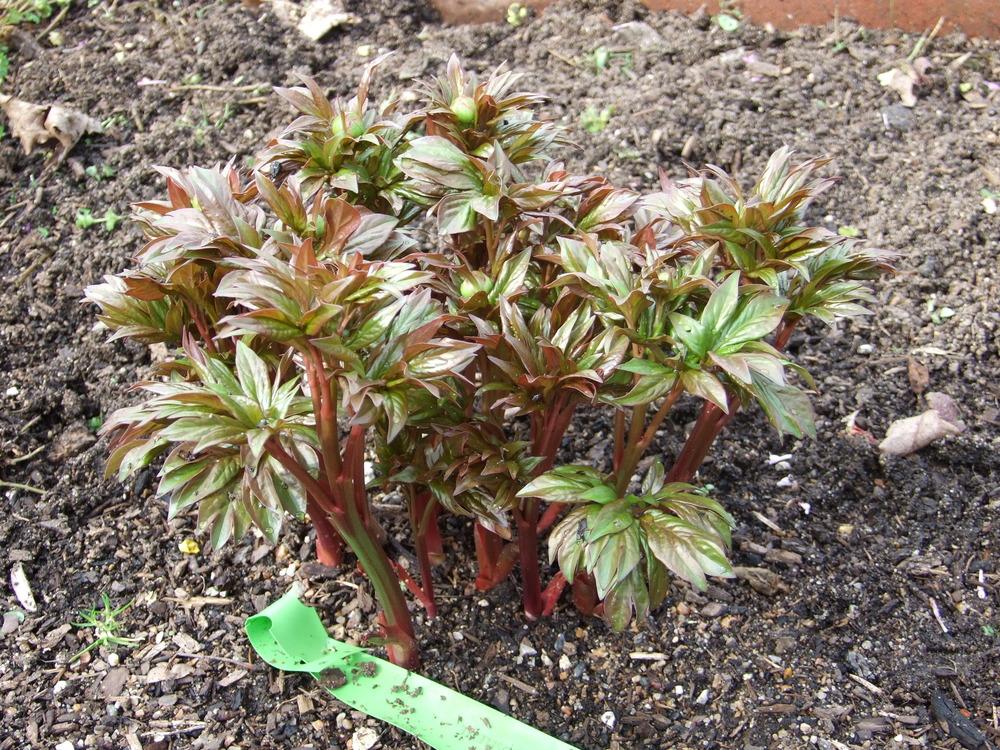 Photo of Peony (Paeonia 'Roselette') uploaded by Oldgardenrose
