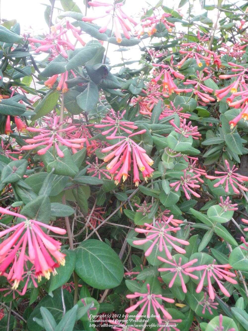 Photo of Coral Honeysuckle (Lonicera sempervirens) uploaded by canadanna