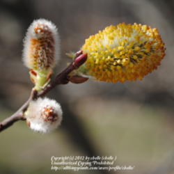Location: My Northeastern Indiana Gardens - Zone 5b
Date: 2012-03-17
Bloom - male plant