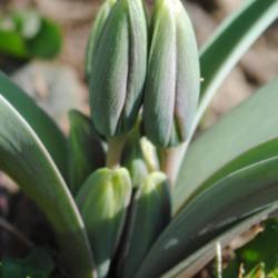 Location: My Northeastern Indiana Gardens - Zone 5b
Date: 2012-03-17
Closed buds - yet to open