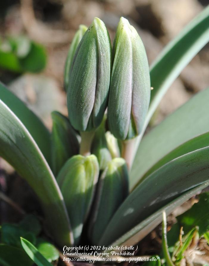 Photo of Species Tulip (Tulipa biflora) uploaded by chelle