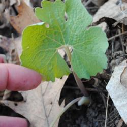 Location: Natural Area in Northeastern Indiana
Date: 2012-03-17
