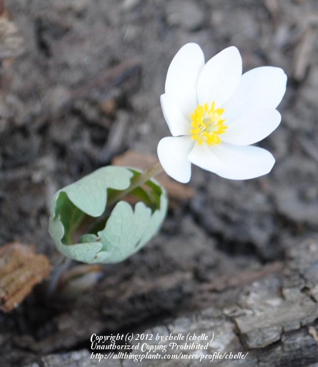 Photo of Bloodroot (Sanguinaria canadensis) uploaded by chelle