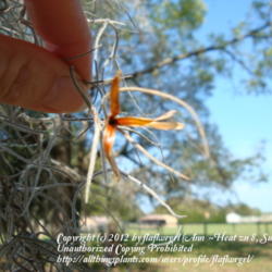 Location: zone 8 Lake City, Fl.
Date: 2012-03-17
seed pod which has sprung open & released the seeds to fly away o