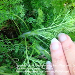 Location: zone 8 Lake City, Fl.
Date: 2012-03-14
hairy stems